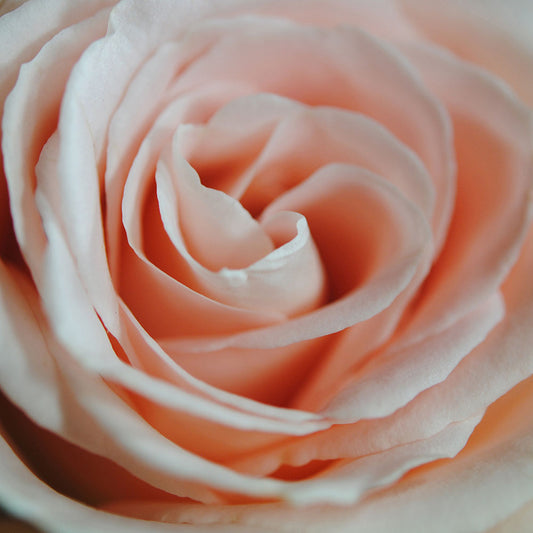 Soft Pink Rose Close Up Digital Image Download