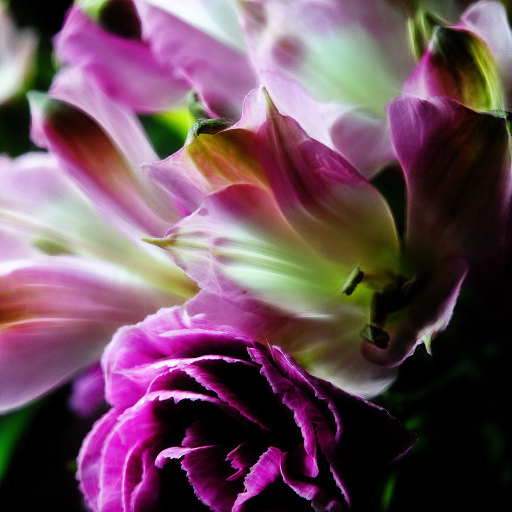 Spring pink Carnation Bouquet Digital Image Download