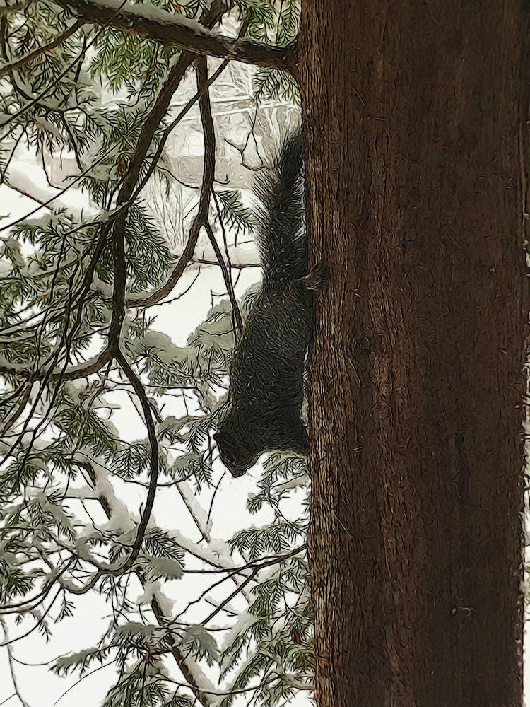 Squirrel On a Snowy Tree Digital Image Download