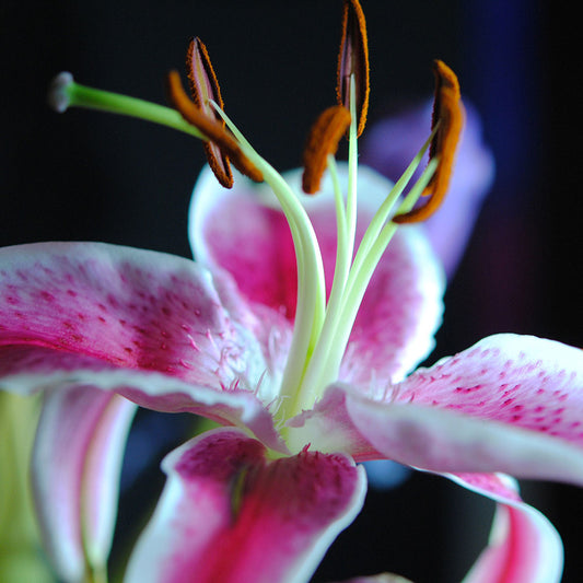 Pink and White Lily Digital Image Download