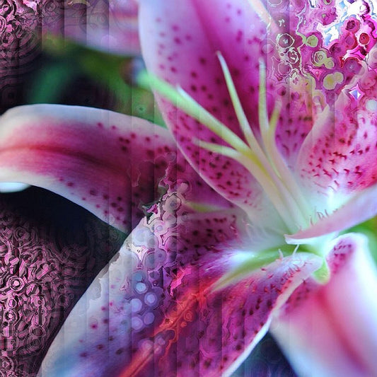 Pink and White Lily Abstract Digital Image Download