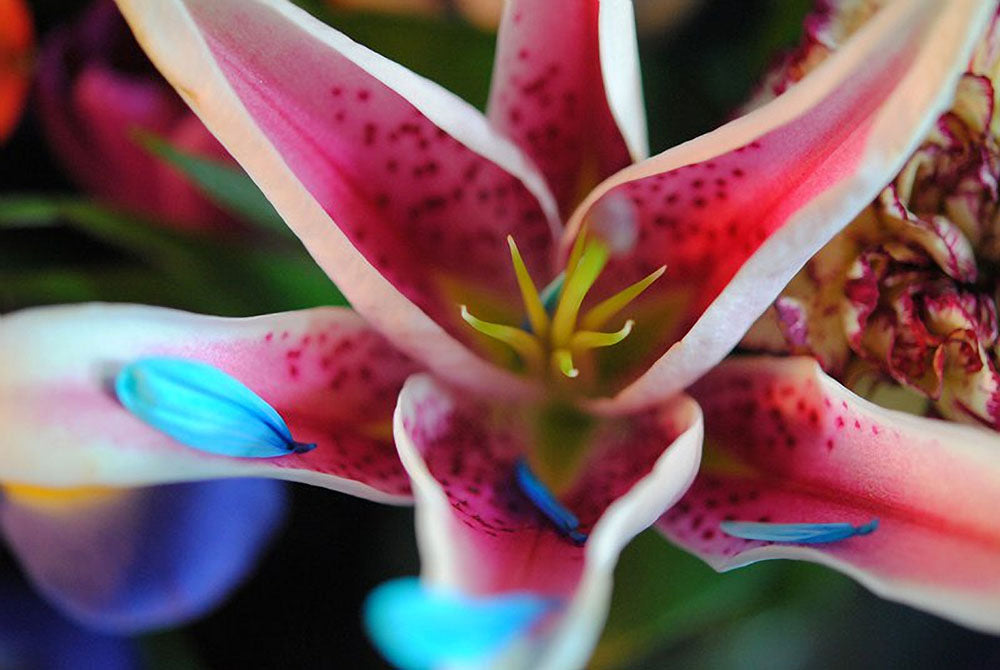 Pink and White Lily with Blue Petals