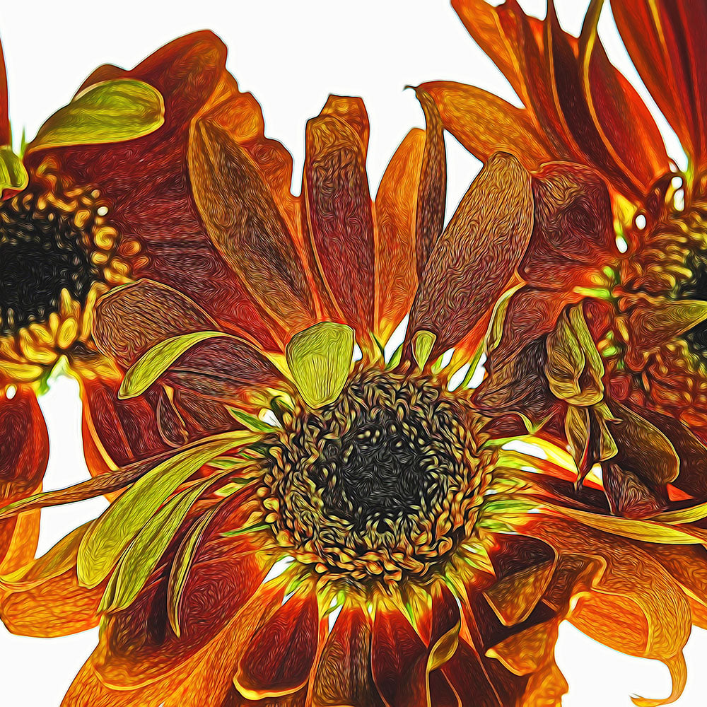 Studio Flowers 1801 Digital Image Download