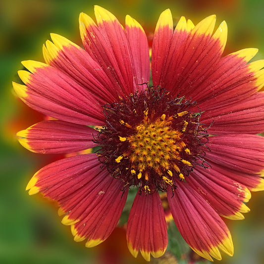 Sunburst Flower Close Up Digital Image Download