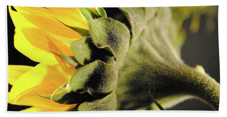 Sunflower Back - Beach Towel