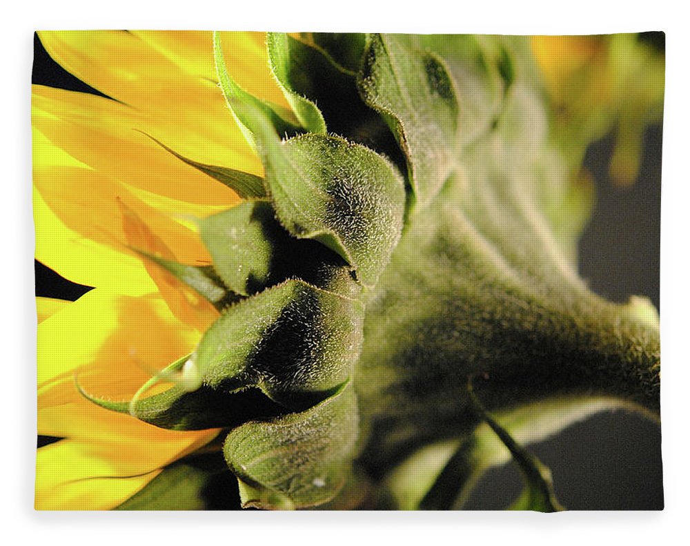 Sunflower Back - Blanket