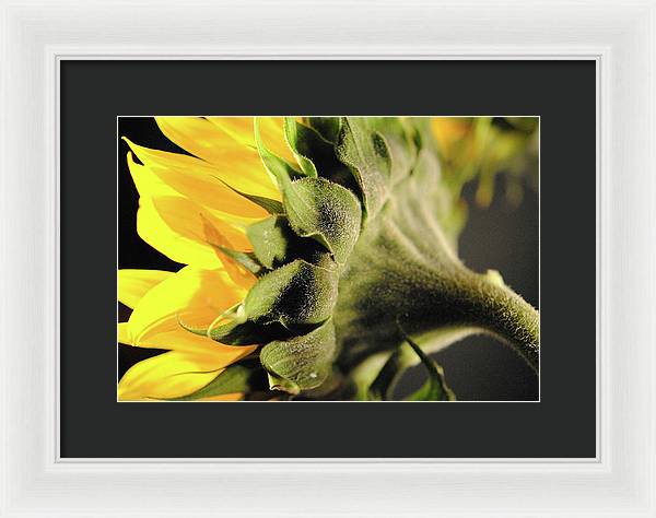 Sunflower Back - Framed Print