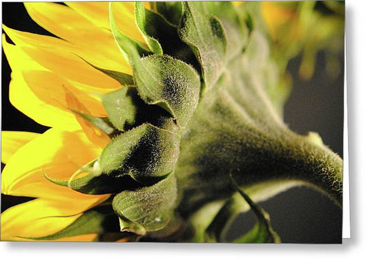 Sunflower Back - Greeting Card