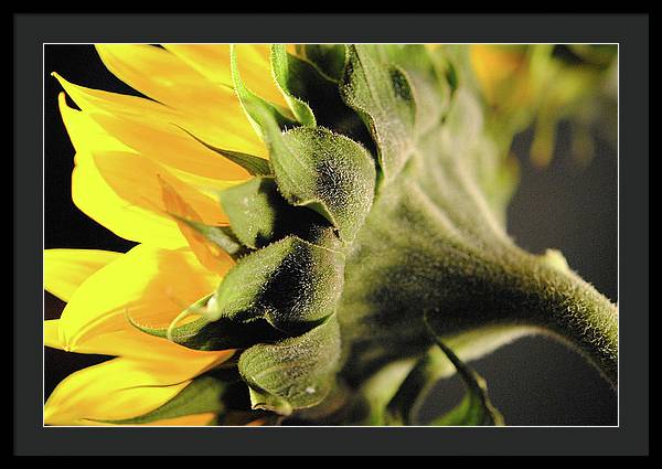 Sunflower Back - Framed Print