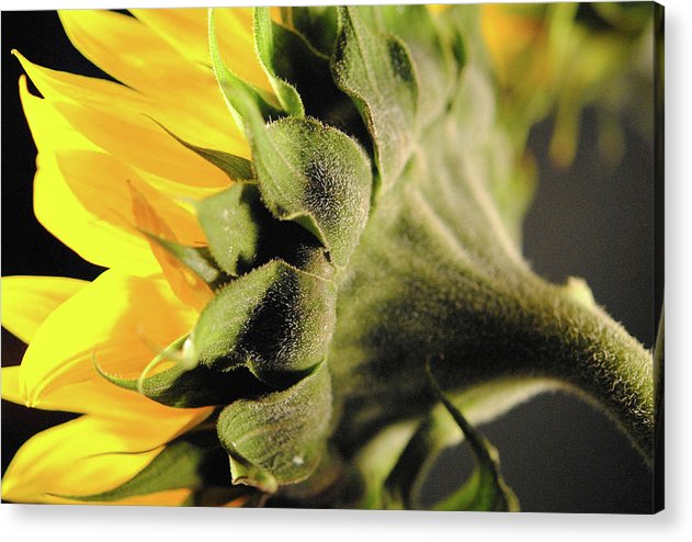 Sunflower Back - Acrylic Print