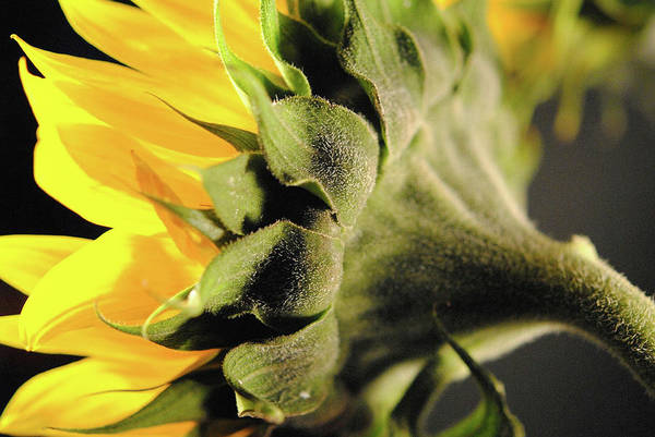 Sunflower Back - Art Print