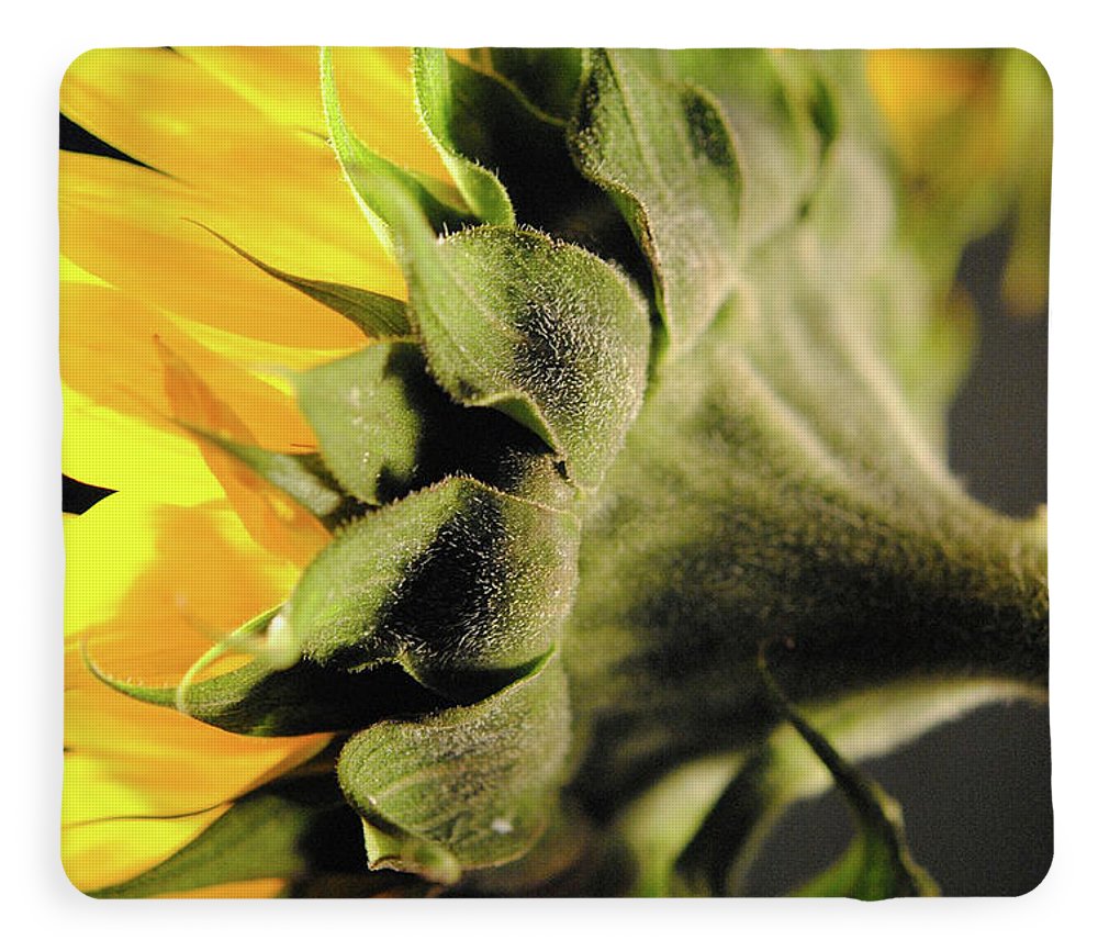 Sunflower Back - Blanket
