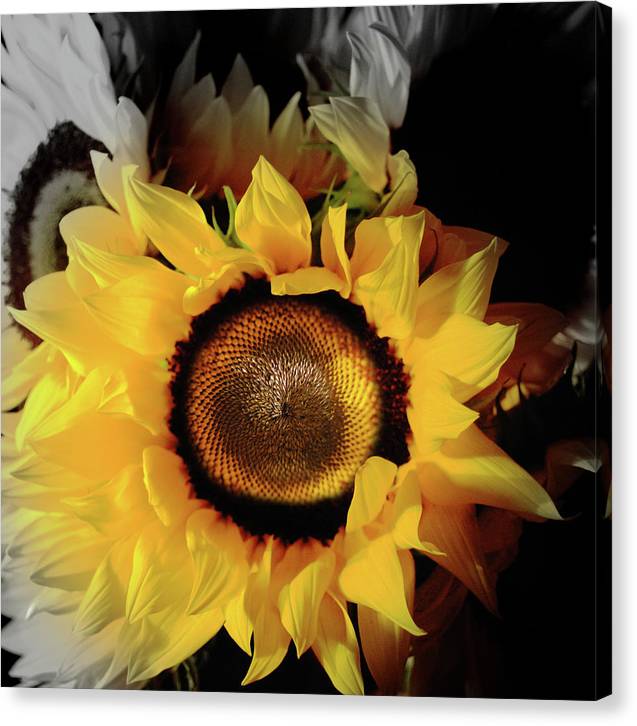 Sunflower Fades - Canvas Print