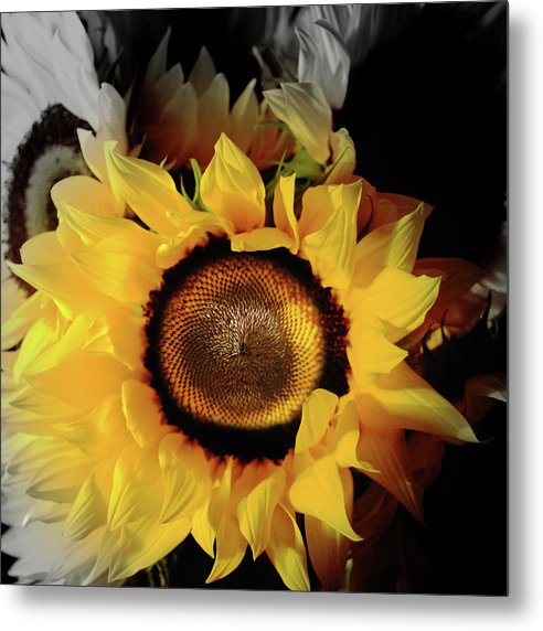 Sunflower Fades - Metal Print