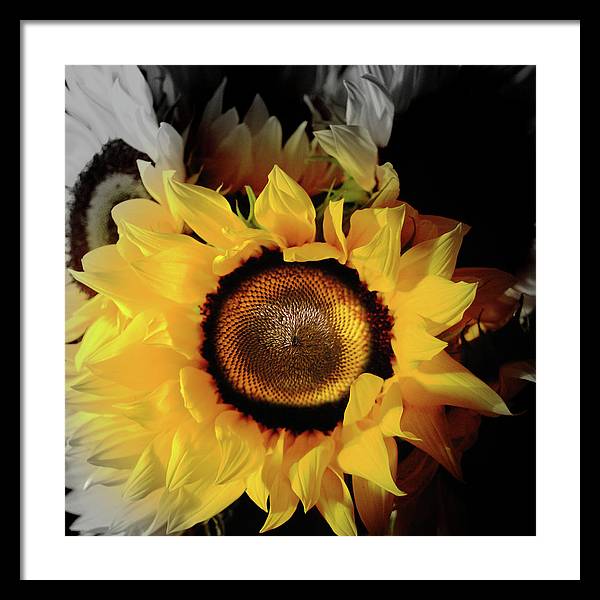 Sunflower Fades - Framed Print