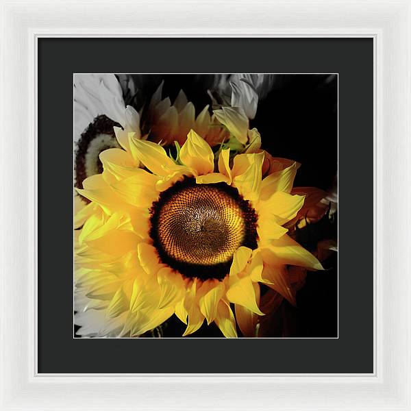 Sunflower Fades - Framed Print