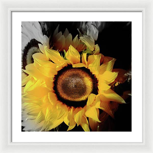 Sunflower Fades - Framed Print