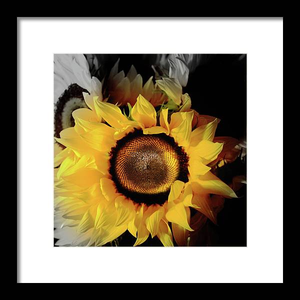 Sunflower Fades - Framed Print