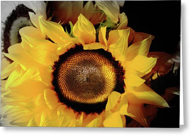 Sunflower Fades - Greeting Card