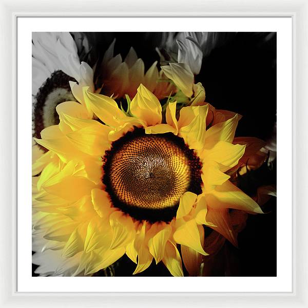 Sunflower Fades - Framed Print