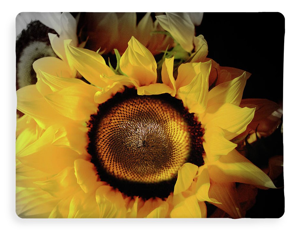 Sunflower Fades - Blanket