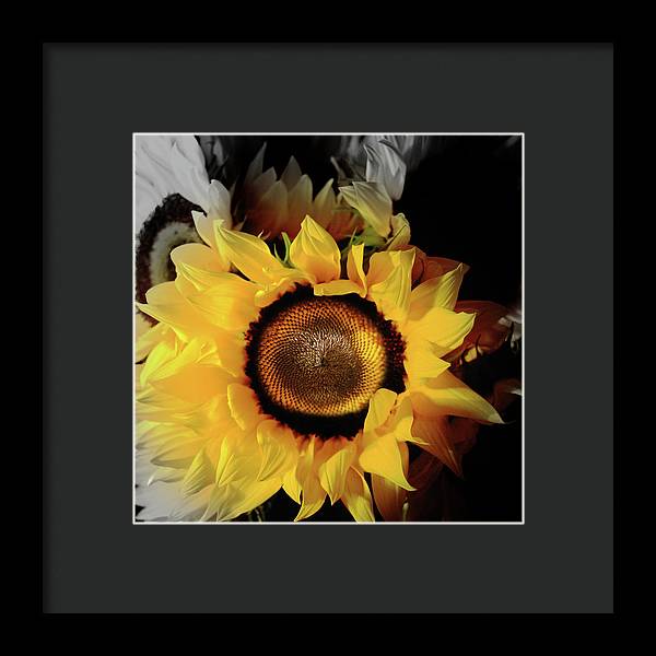 Sunflower Fades - Framed Print