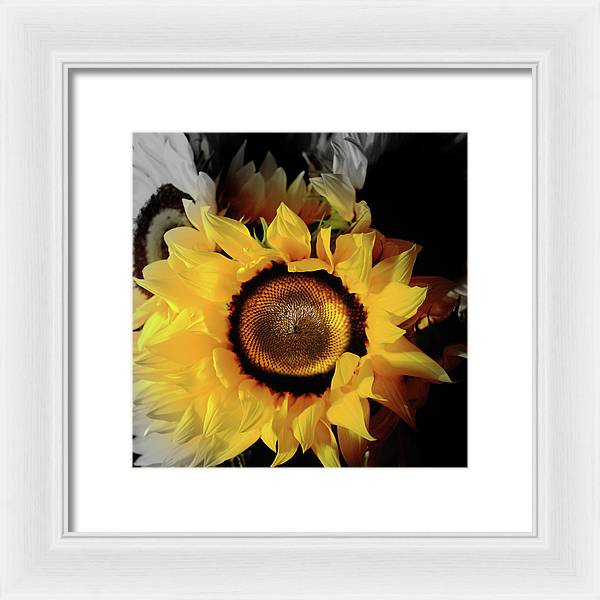 Sunflower Fades - Framed Print