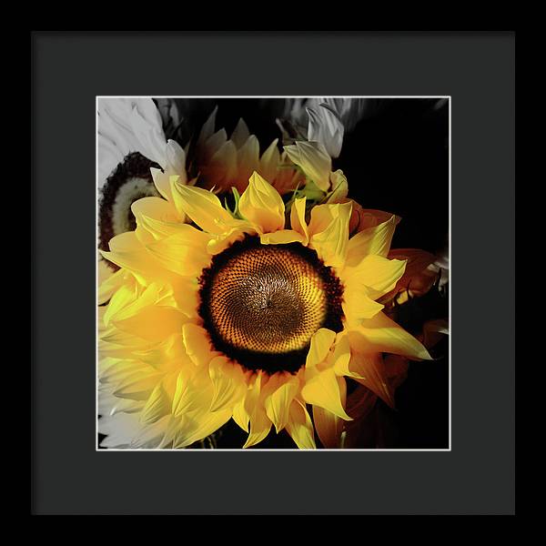 Sunflower Fades - Framed Print