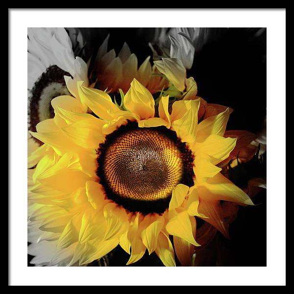 Sunflower Fades - Framed Print