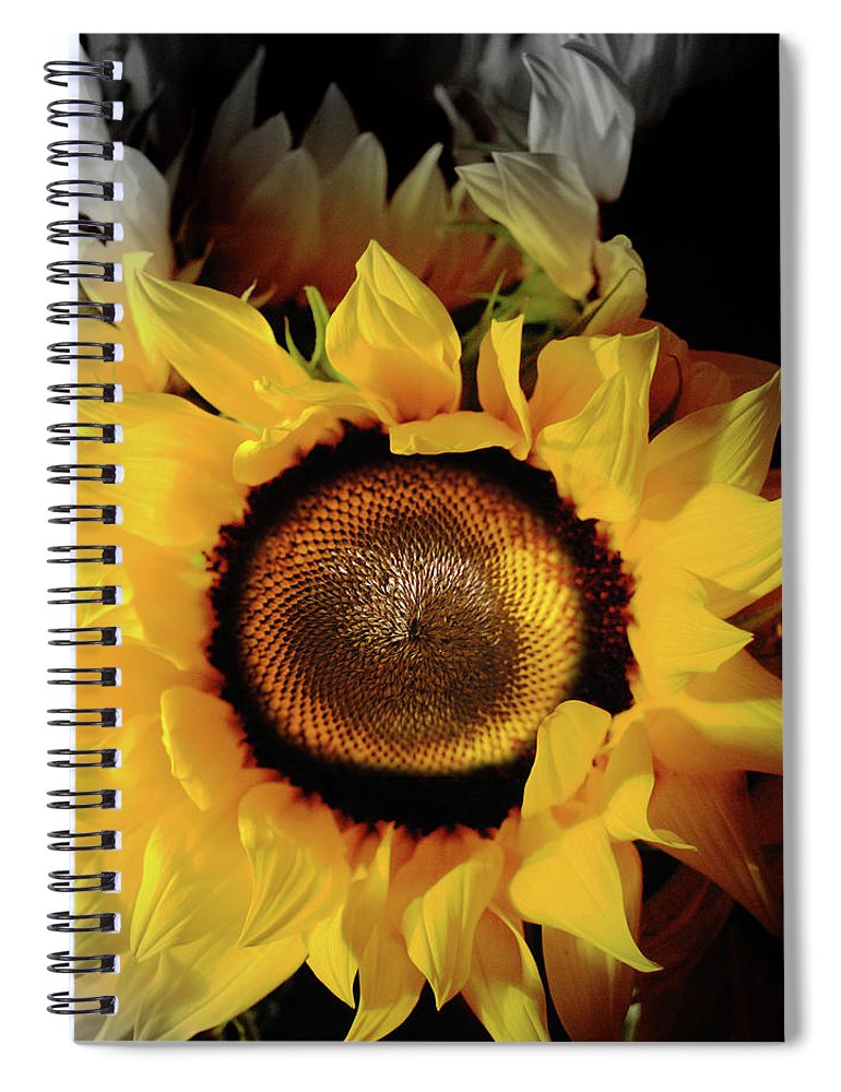 Sunflower Fades - Spiral Notebook