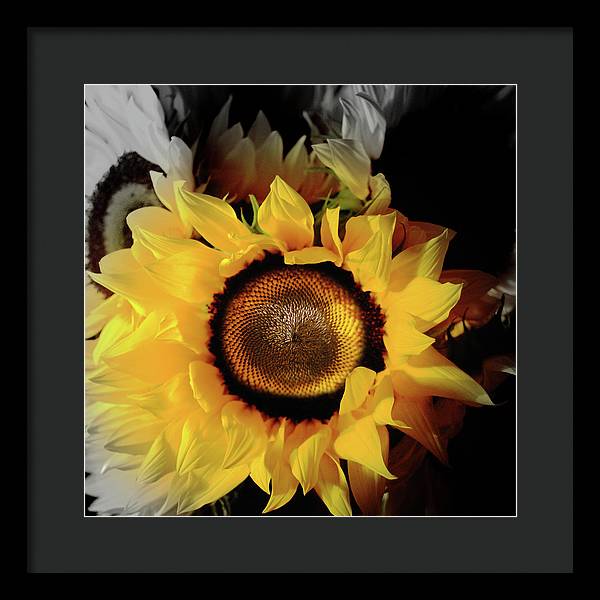 Sunflower Fades - Framed Print