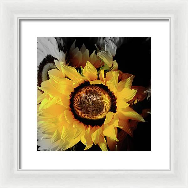 Sunflower Fades - Framed Print