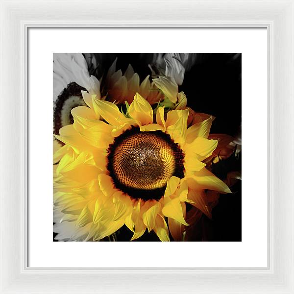 Sunflower Fades - Framed Print