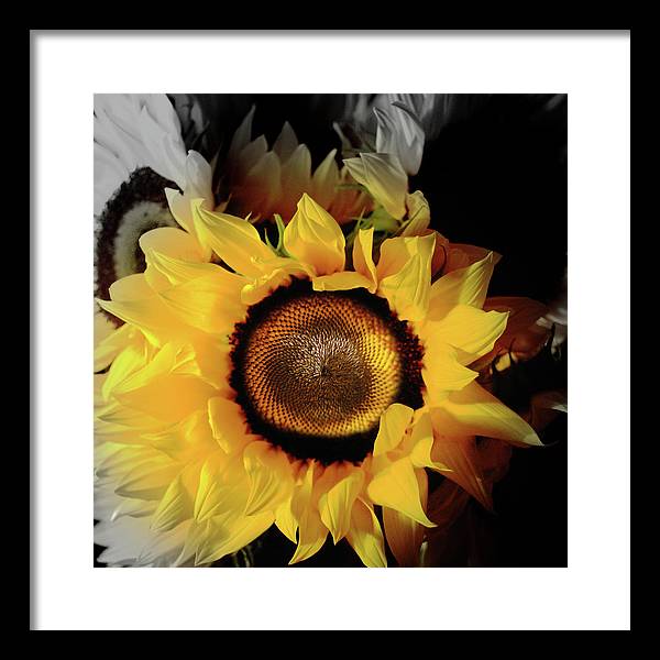 Sunflower Fades - Framed Print