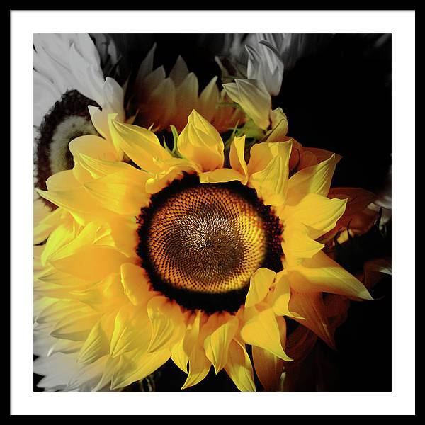 Sunflower Fades - Framed Print