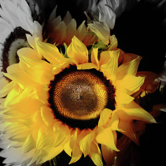 Sunflower Fades - Art Print