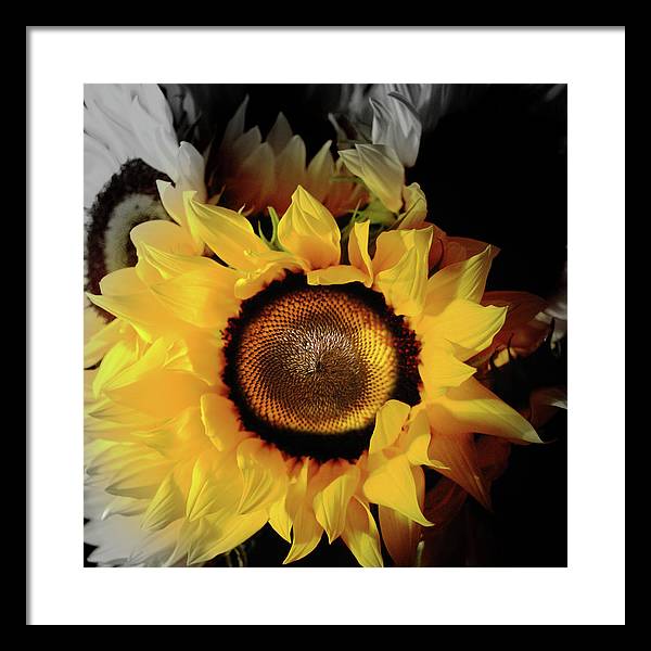 Sunflower Fades - Framed Print