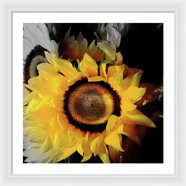 Sunflower Fades - Framed Print