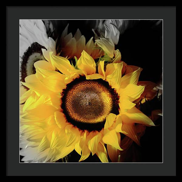 Sunflower Fades - Framed Print