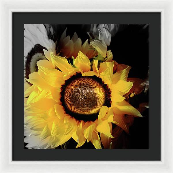 Sunflower Fades - Framed Print