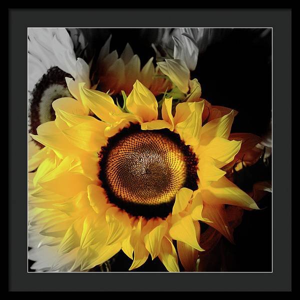 Sunflower Fades - Framed Print