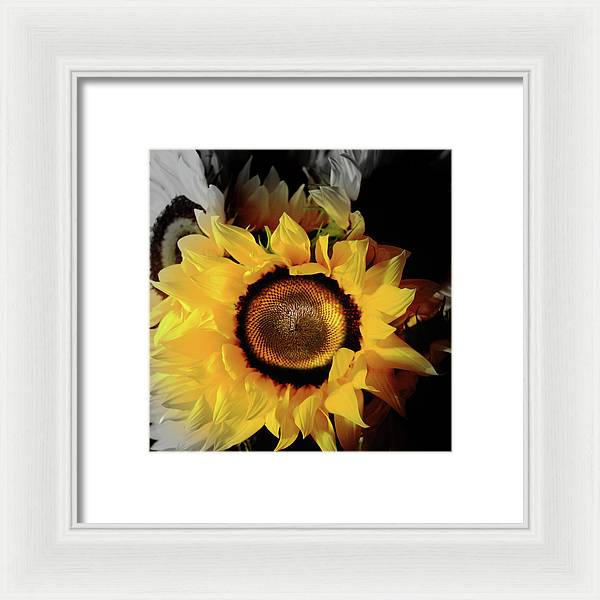 Sunflower Fades - Framed Print