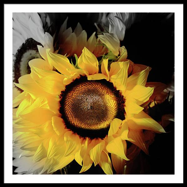 Sunflower Fades - Framed Print