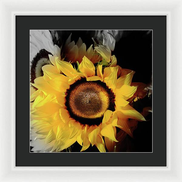 Sunflower Fades - Framed Print