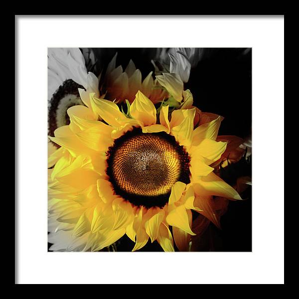 Sunflower Fades - Framed Print