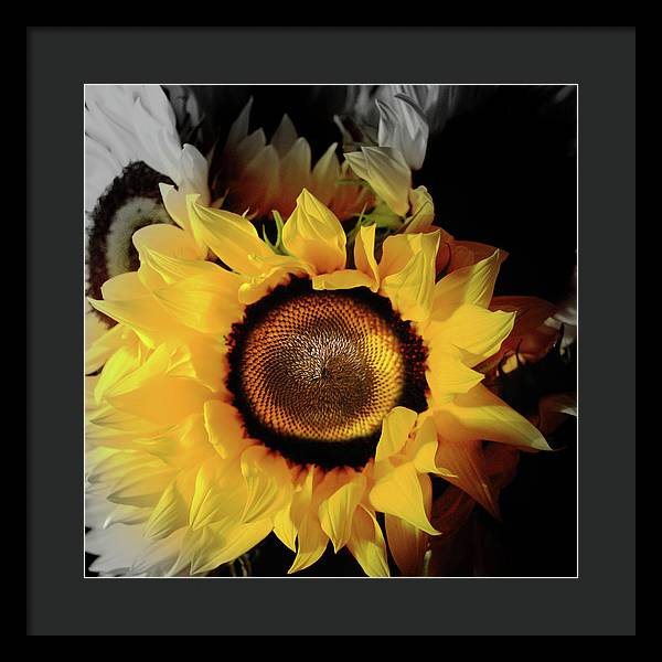 Sunflower Fades - Framed Print