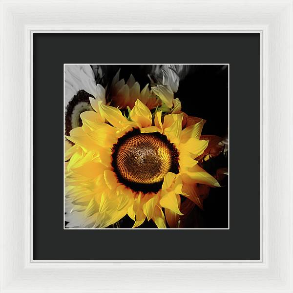 Sunflower Fades - Framed Print