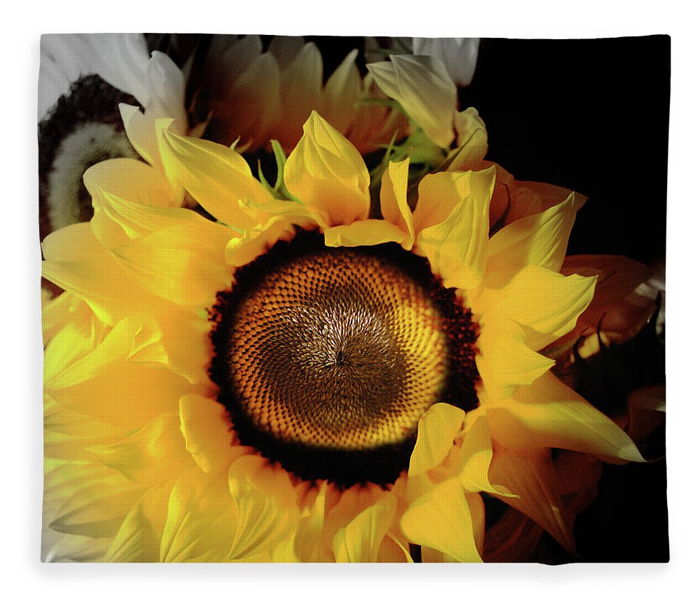 Sunflower Fades - Blanket