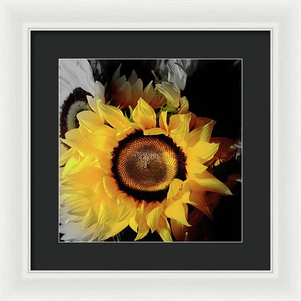 Sunflower Fades - Framed Print