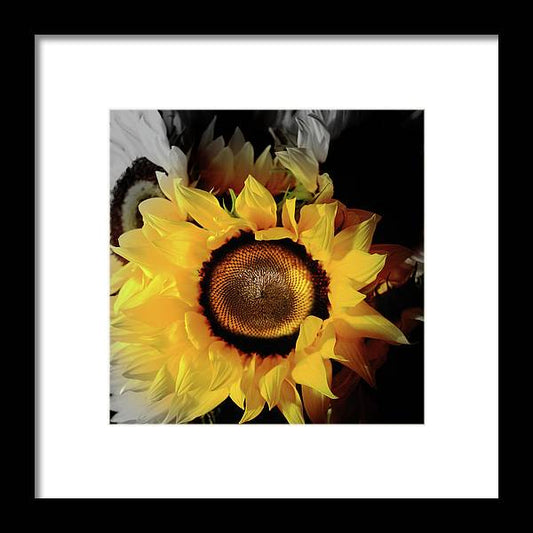 Sunflower Fades - Framed Print